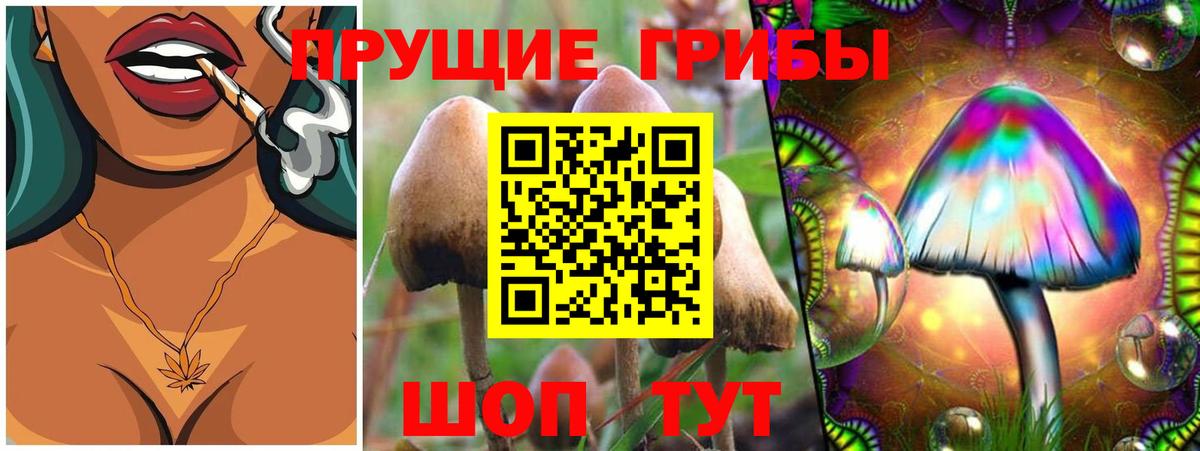 Псилоцибиновые грибы Psilocybe Котовск